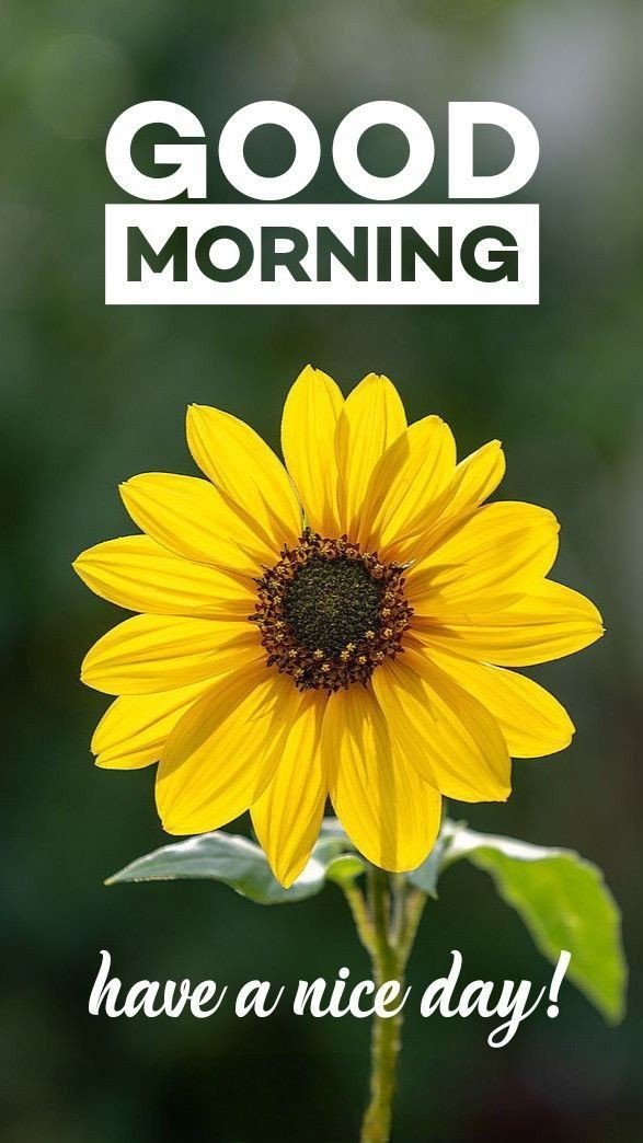 Good morning images