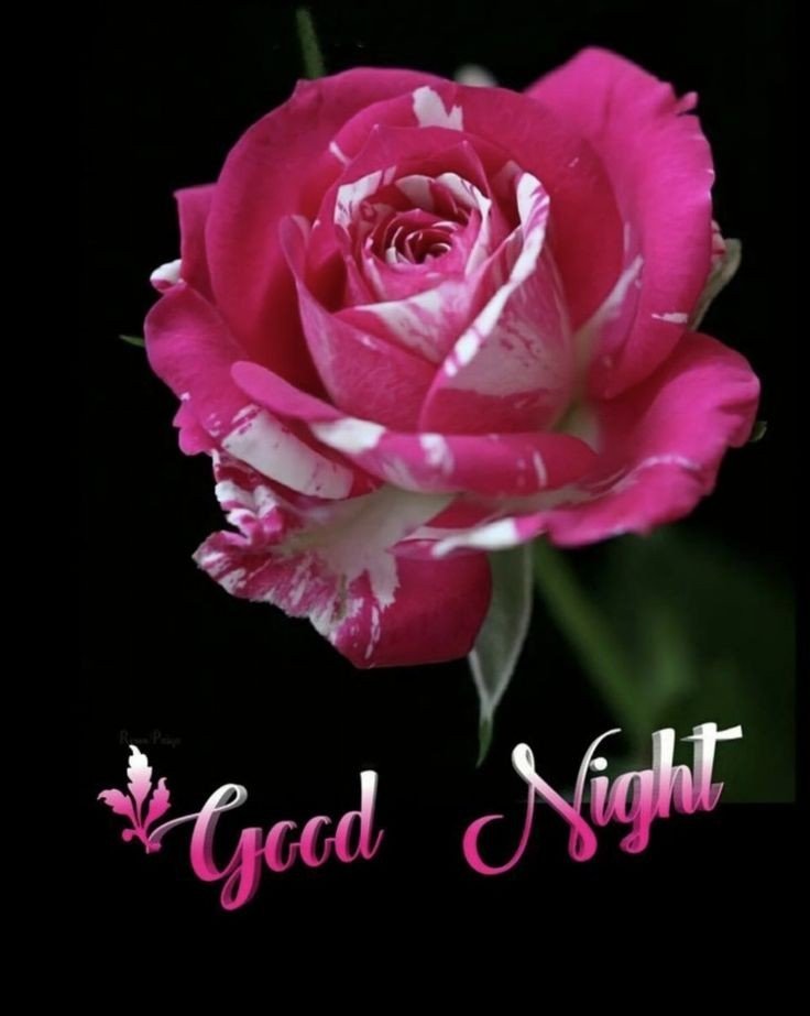 Lovely Good Night Images