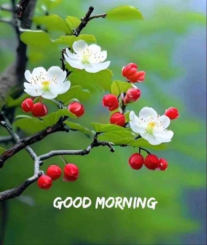 good morning images hd