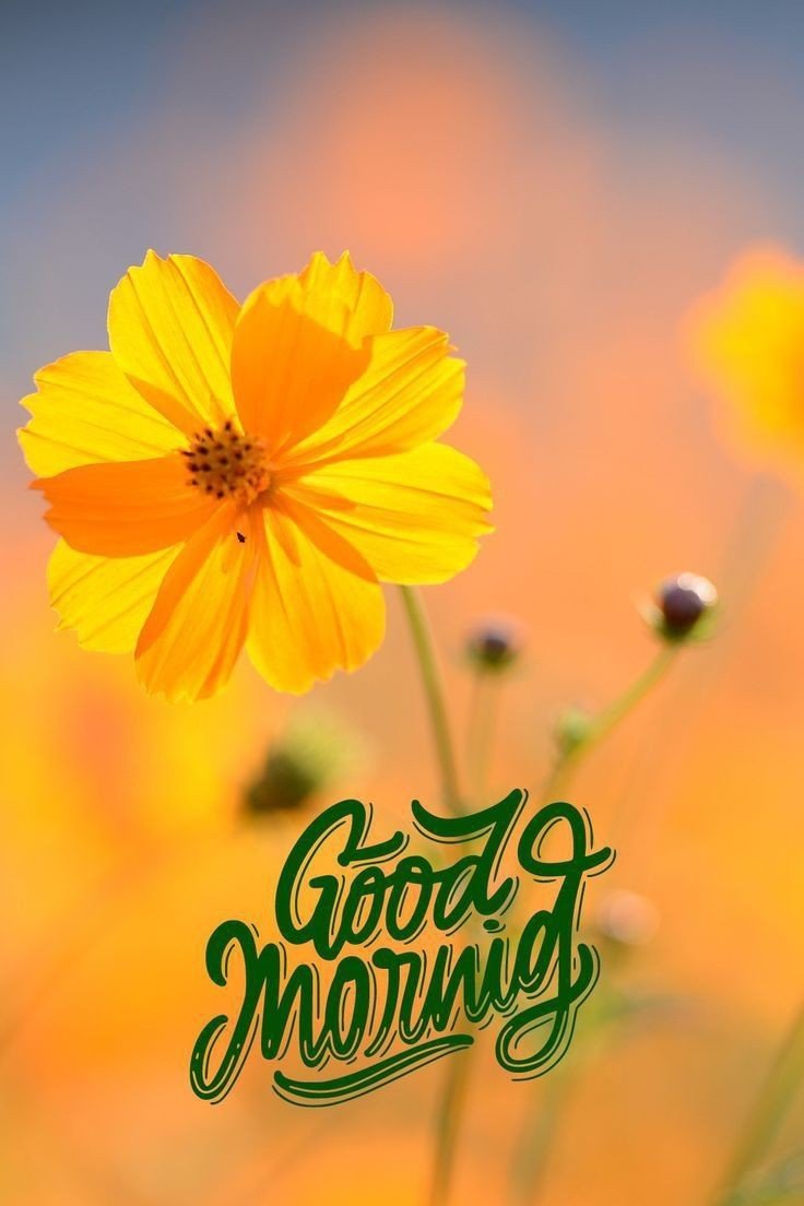 good morning photos