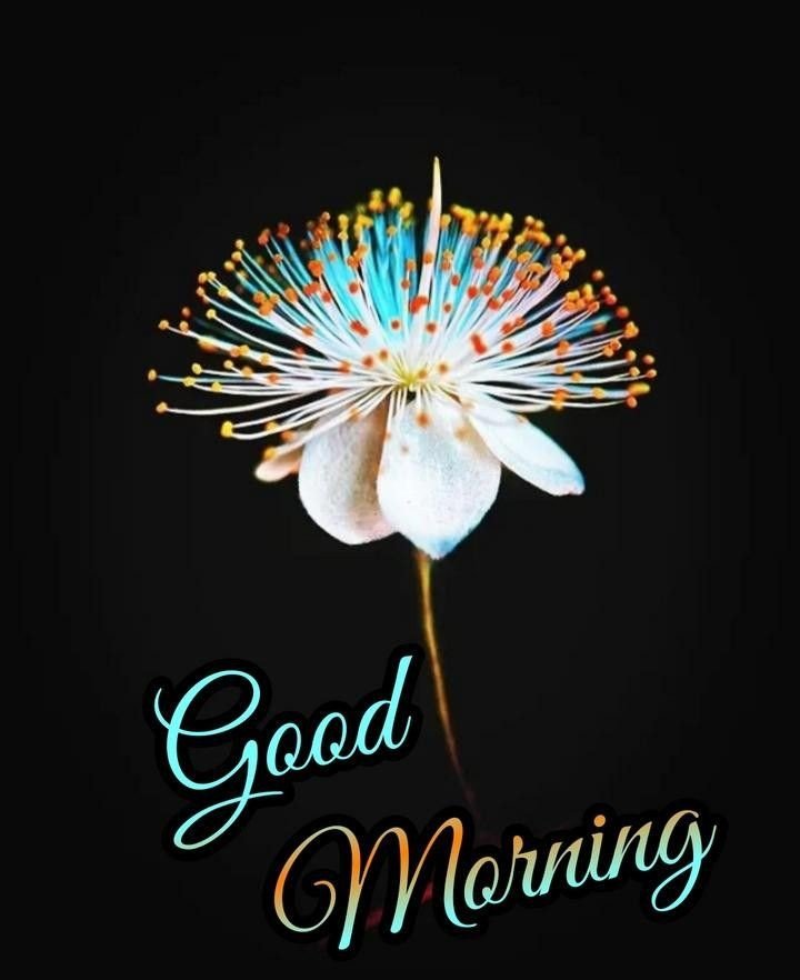 good morning photos