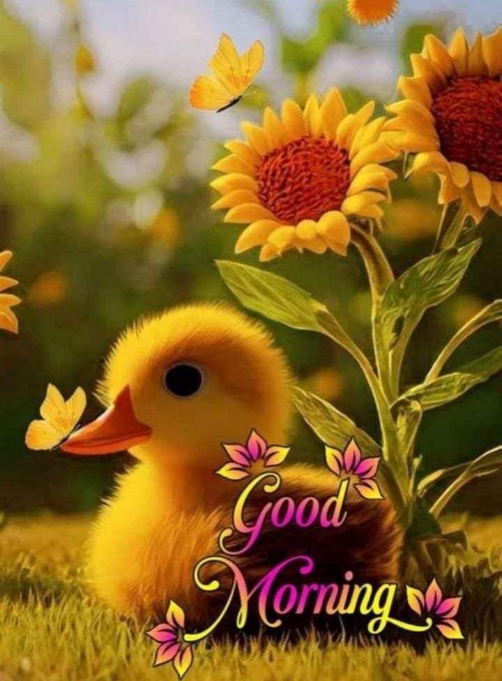 new good morning images