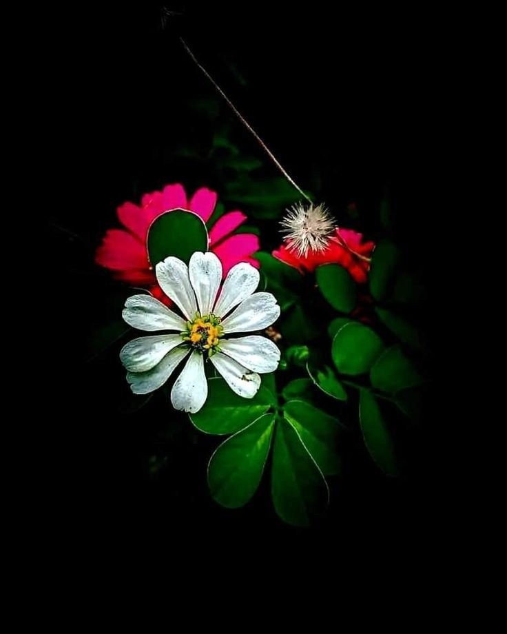 whatsapp dp images